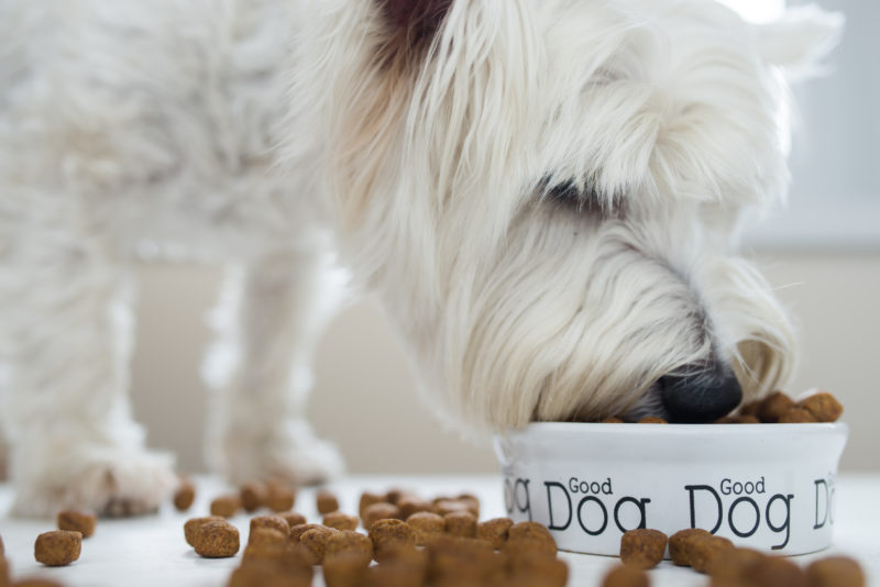 A Detailed Manual on Dog Treats – The Good and the Bad