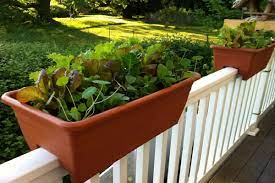 WHAT CAN BE GROWN IN DECK RAIL PLANTERS