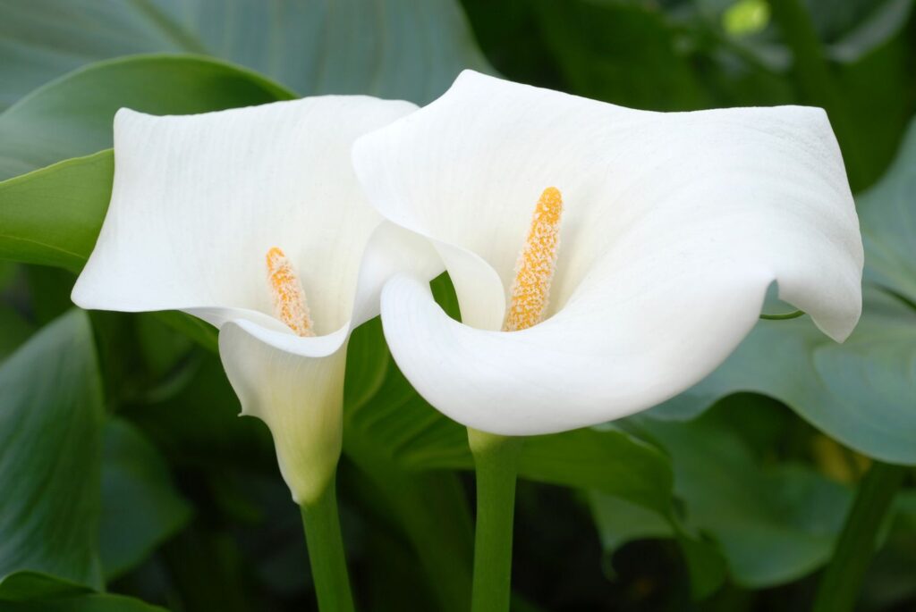 How to Know When Calla Lilies Are In Season and Make Your Yard More Interesting?