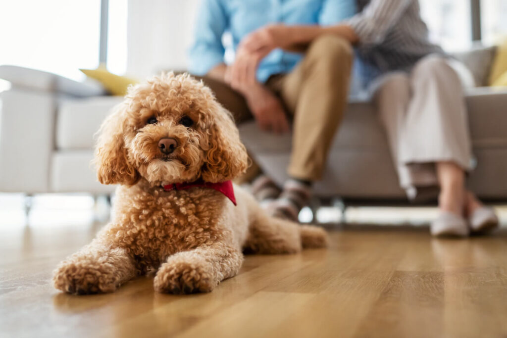 A Guide To Pet Ownership in Senior Living Communities